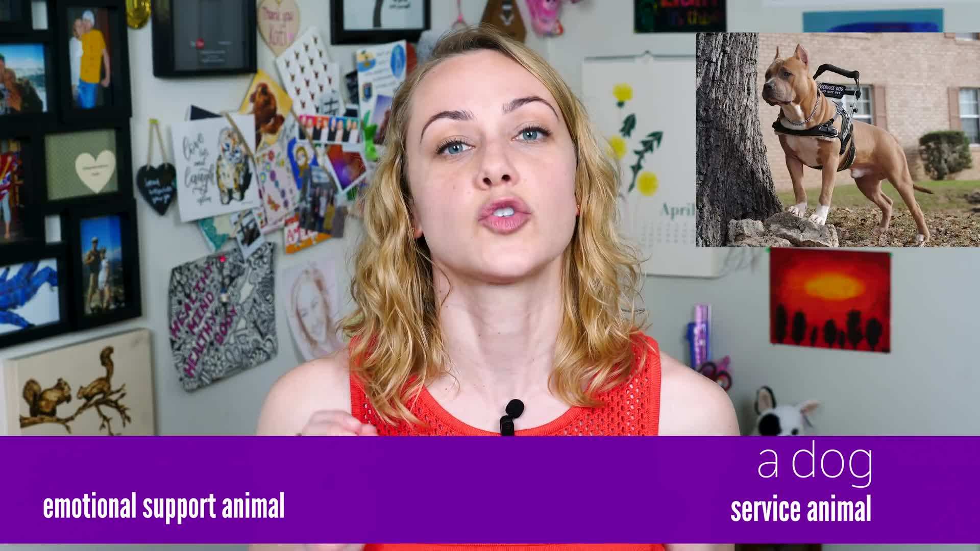 Trained Service Dog Performing Tasks