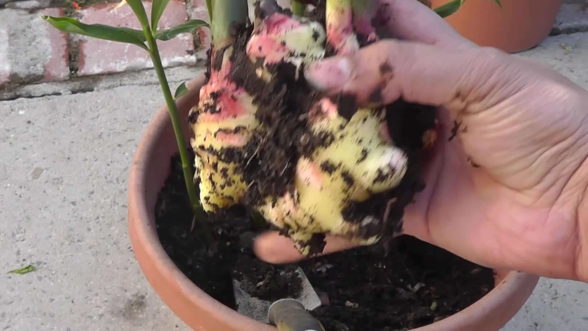 Harvesting a Big Chunk of Fresh Ginger