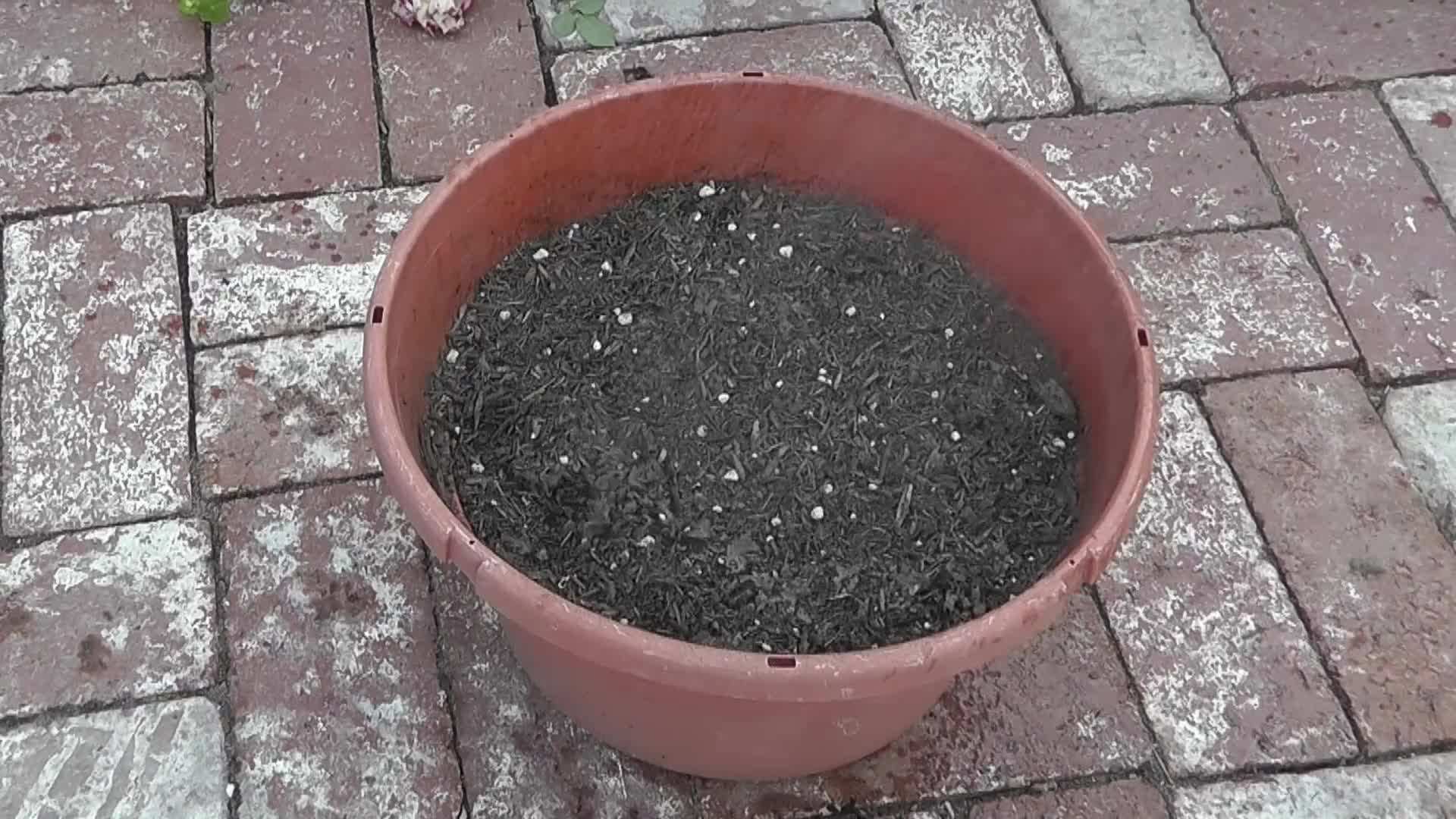 Ensuring Proper Moisture for Fenugreek Seeds