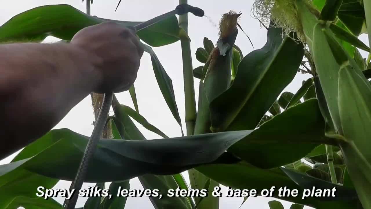 Thoroughly Spraying Neem Oil on Plants