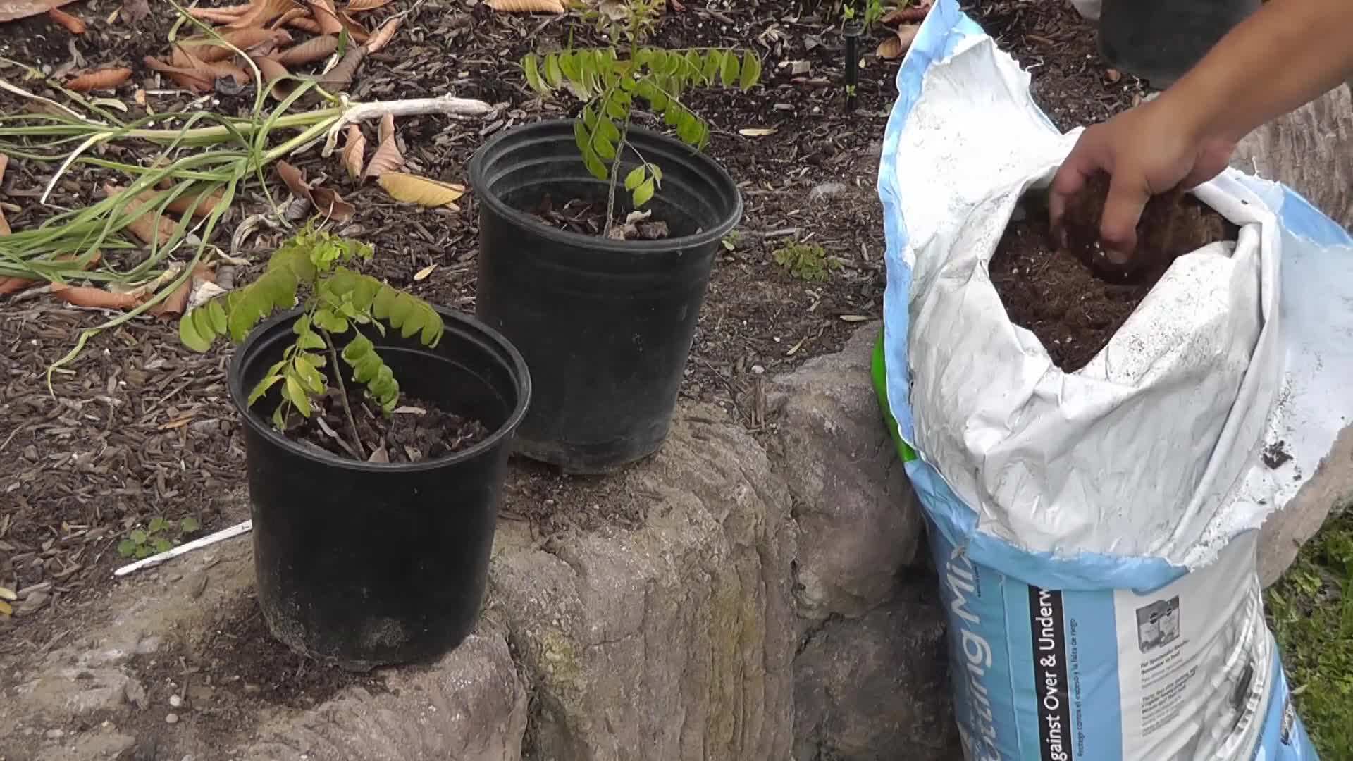 Repotting Curry Leaf Plants