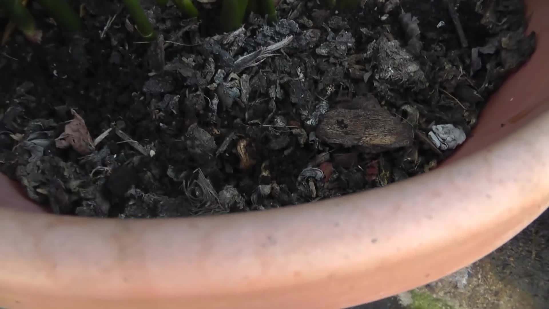 Nutrient-rich Compost for Healthy Ginger Growth