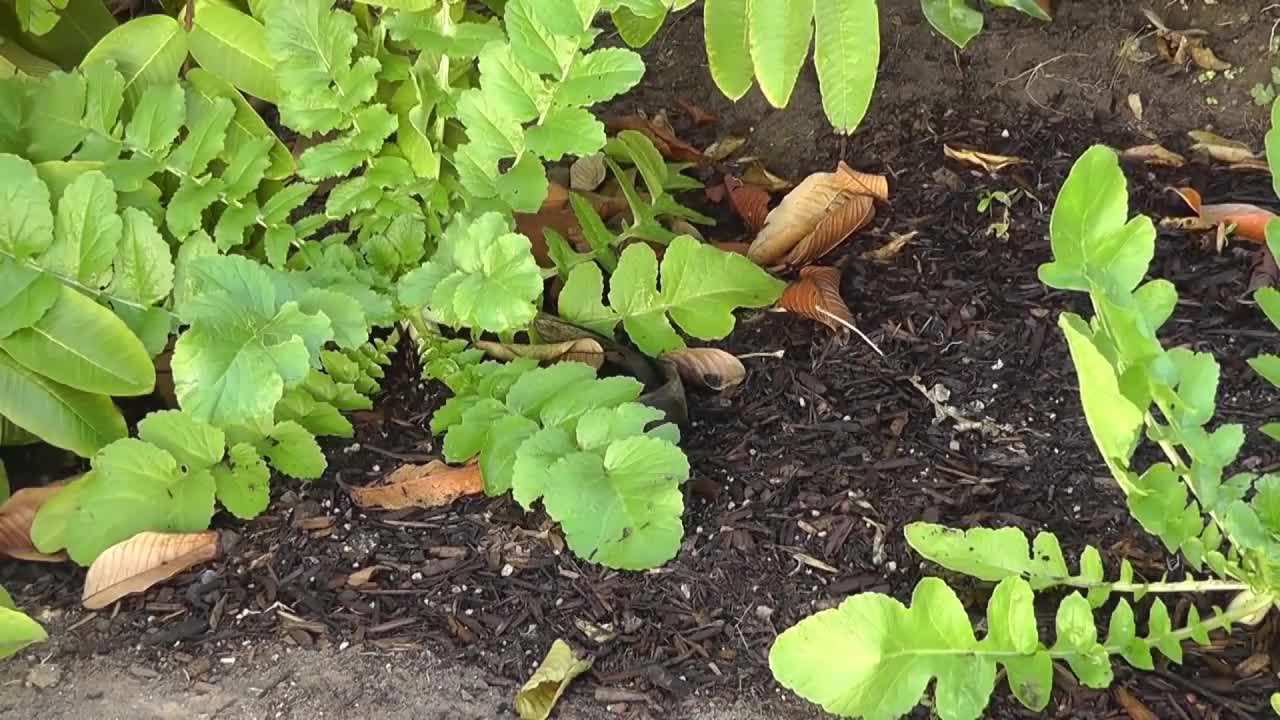 Diakon Radish Harvest