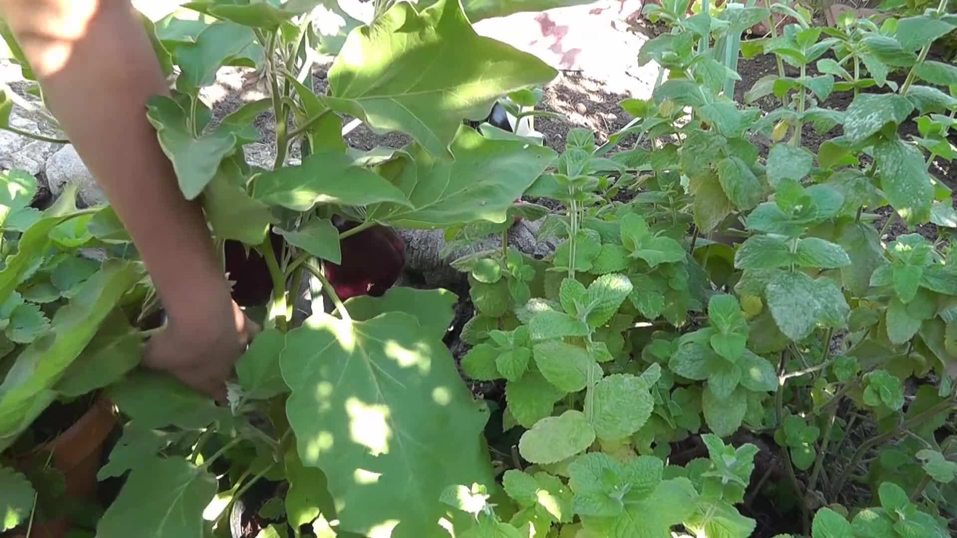 Black Beauty Eggplant in Container