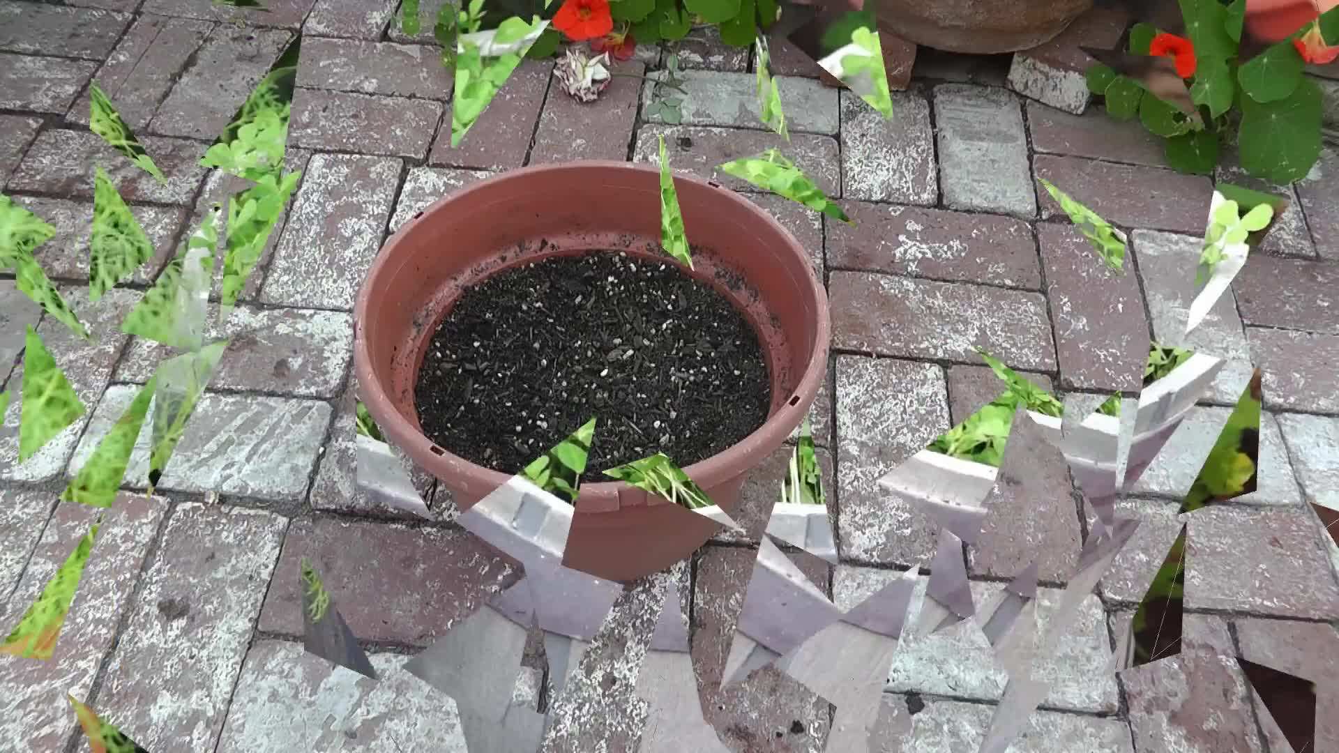 Selecting the Ideal Container for Fenugreek Greens