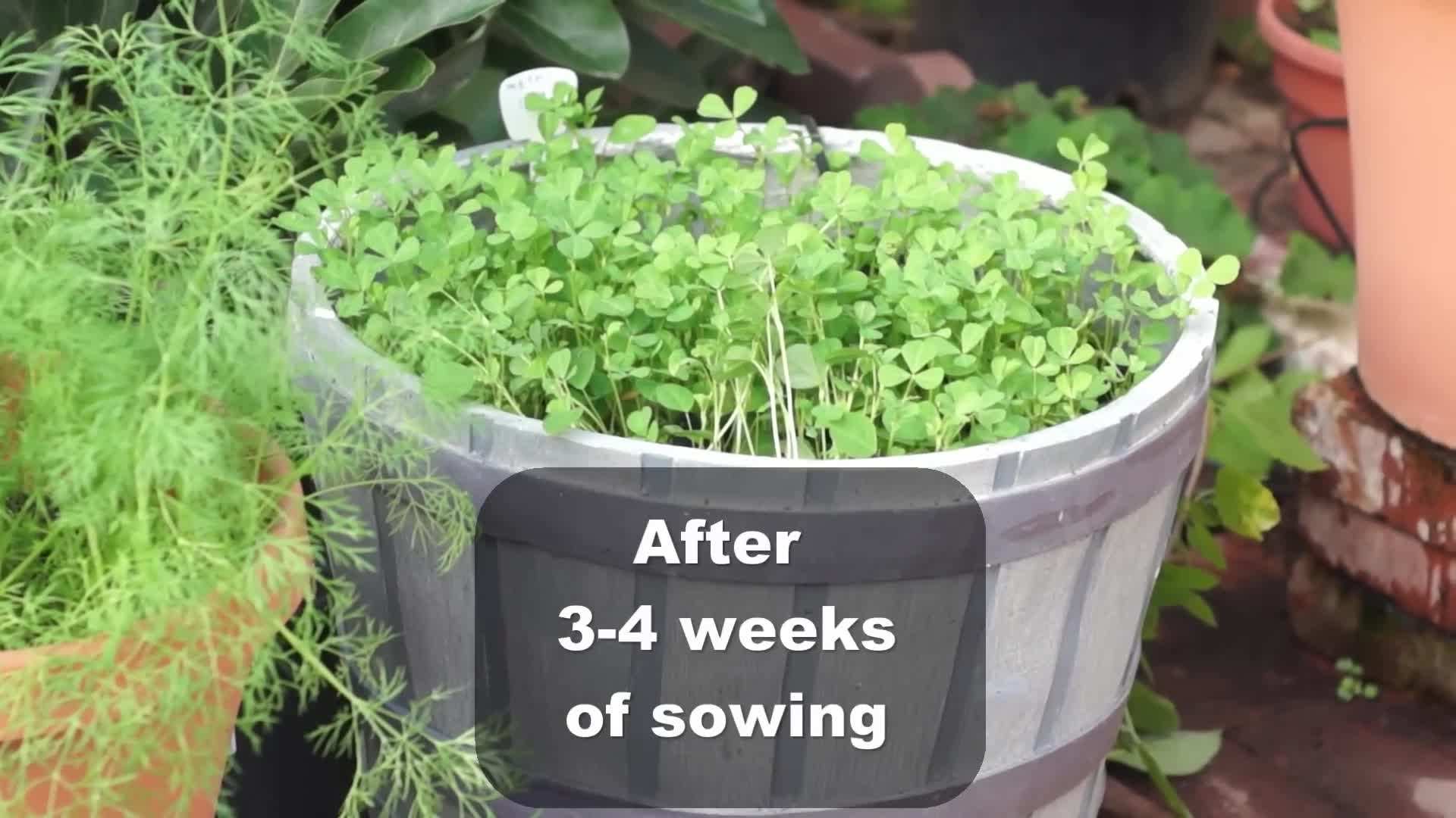 Harvesting Fresh Fenugreek Greens