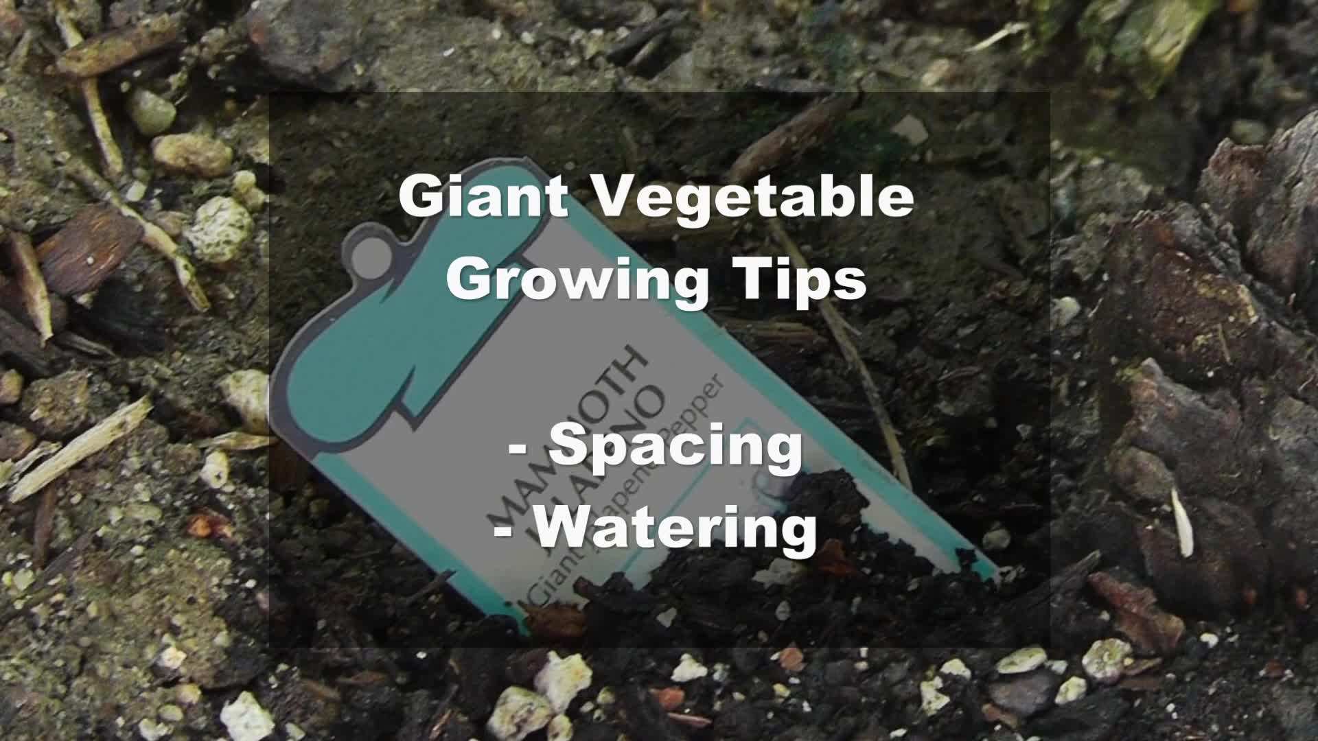 Choosing Quality Seeds for Giant Vegetables