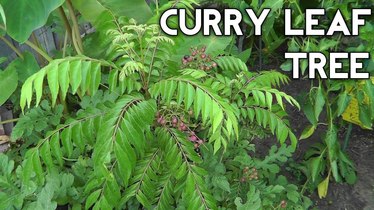 The Ultimate Guide to Growing Curry Leaf Plants: From Seed to Tree