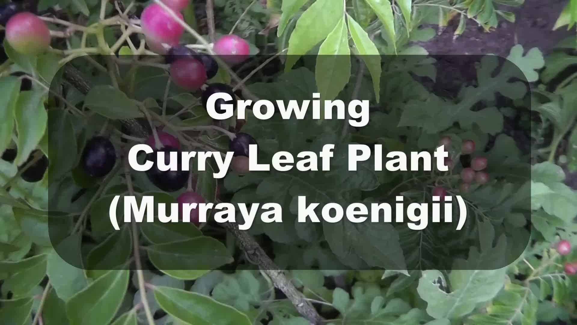 Curry Leaf Plant Flowering Stage