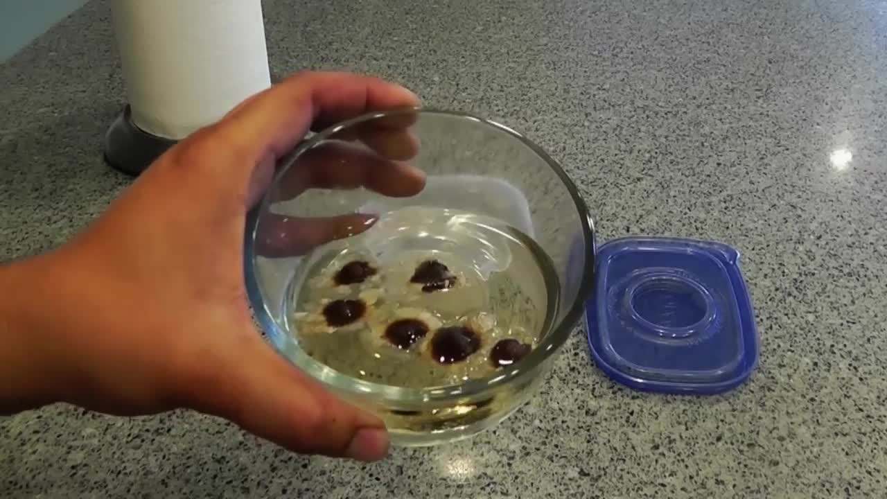 Soaking Moringa seeds overnight