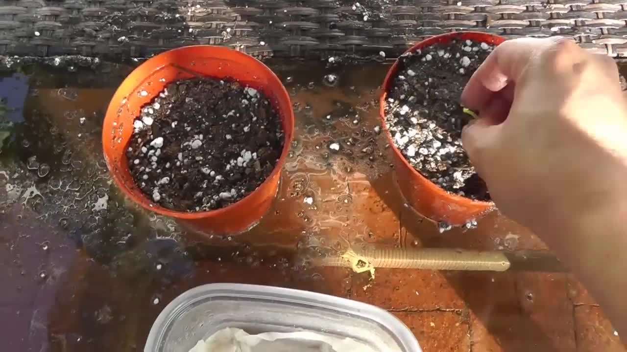 Planting germinated Moringa seeds
