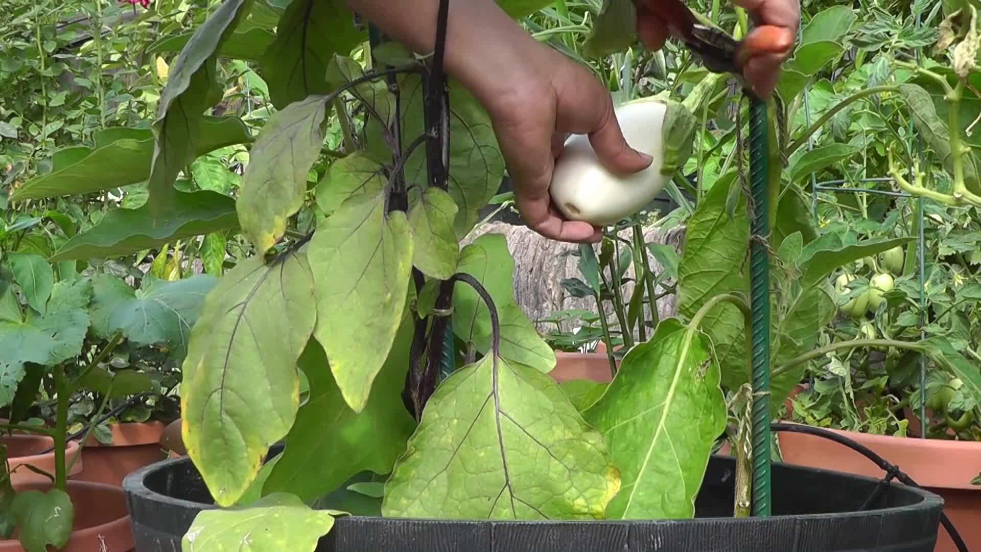 White Eggplant Ready for Harvest