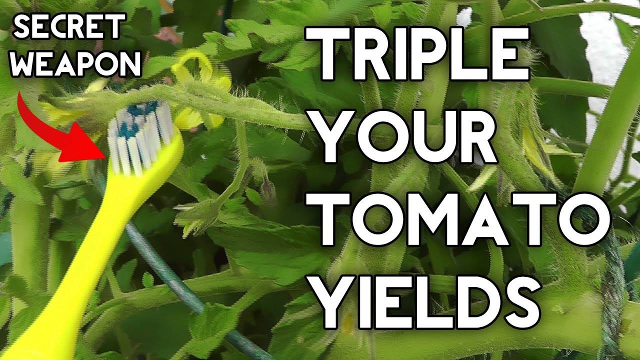 How to Hand Pollinate Tomatoes for Maximum Yields: A Comprehensive Guide
