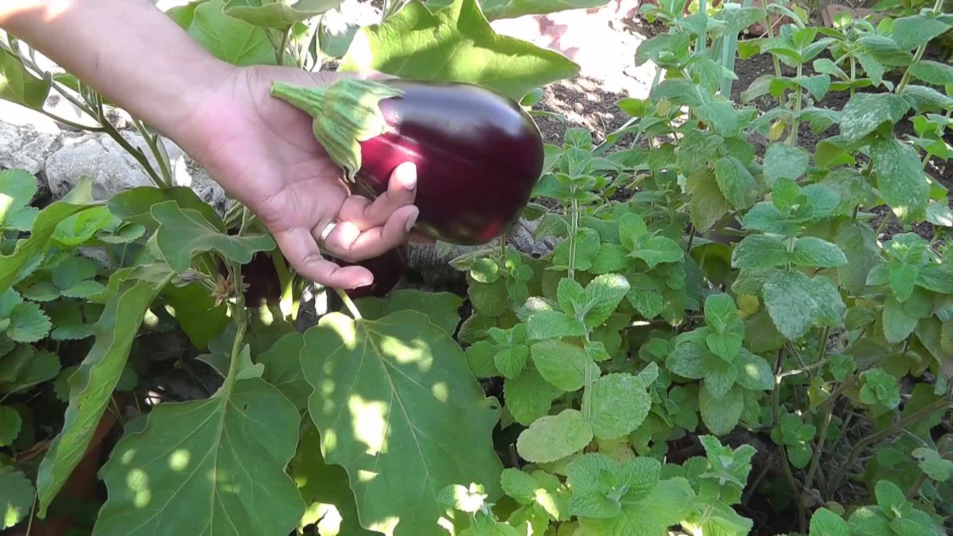 Organic Fertilizers for Eggplants