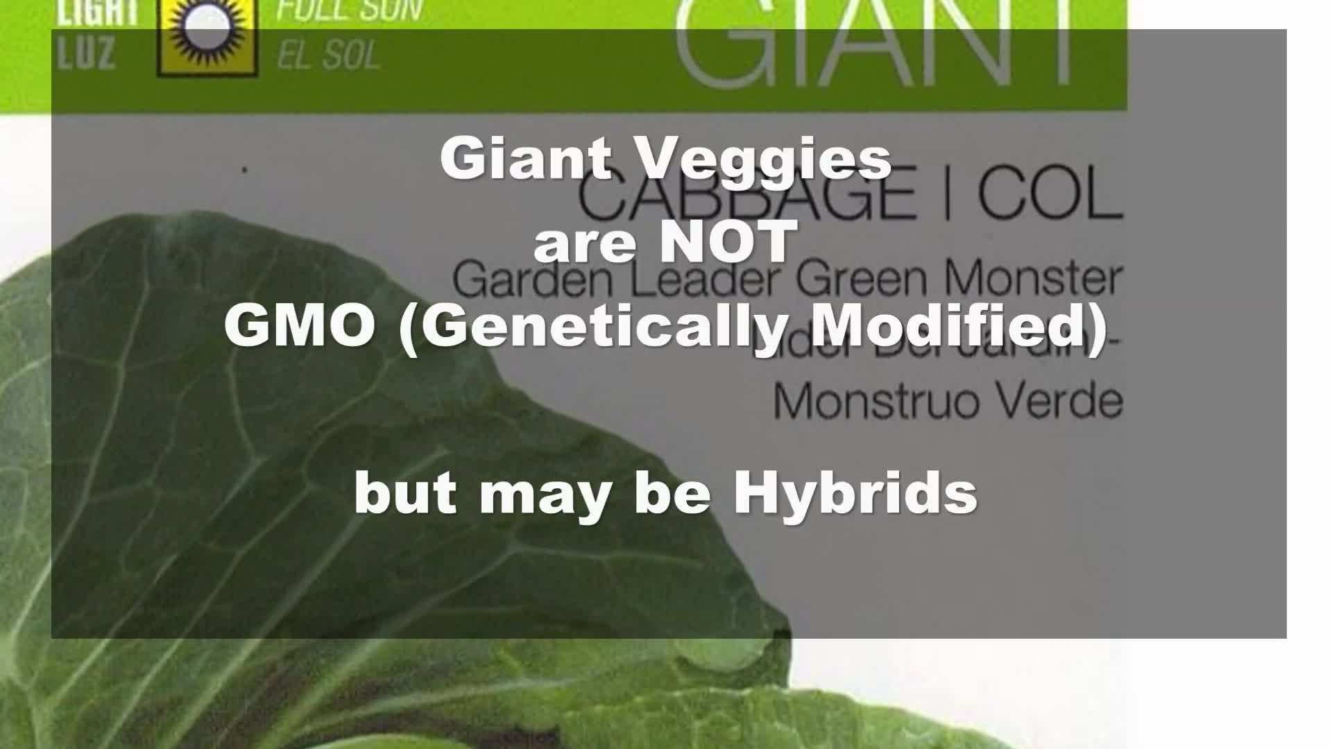 Debunking GMO Myths in Giant Vegetable Cultivation