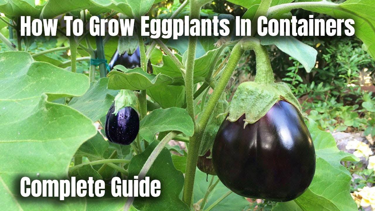 The Ultimate Guide to Growing Eggplants in Containers