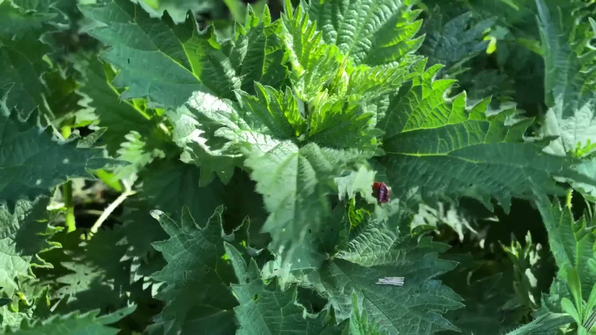 Nettles - A Nutrient-Packed Ingredient