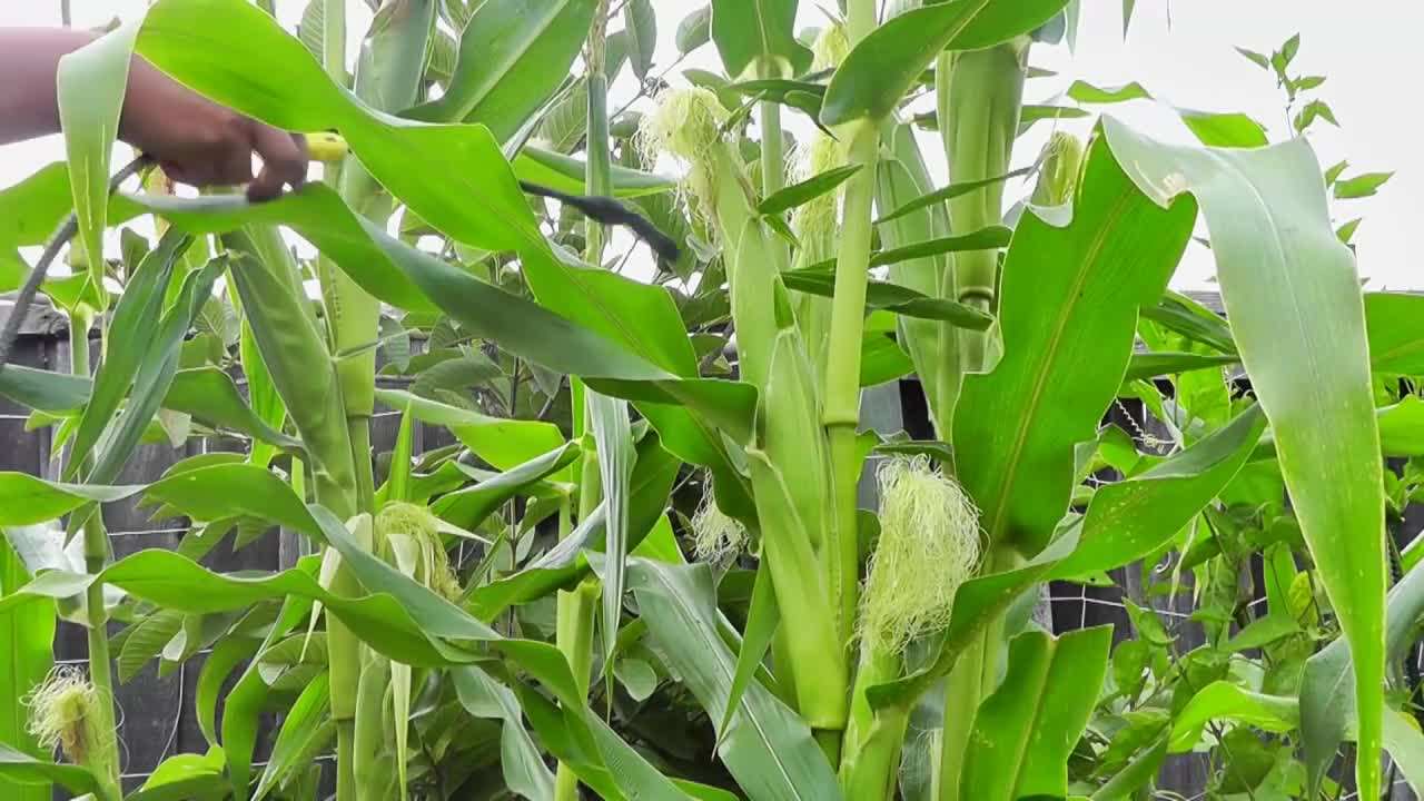 Applying Neem Oil to Plants