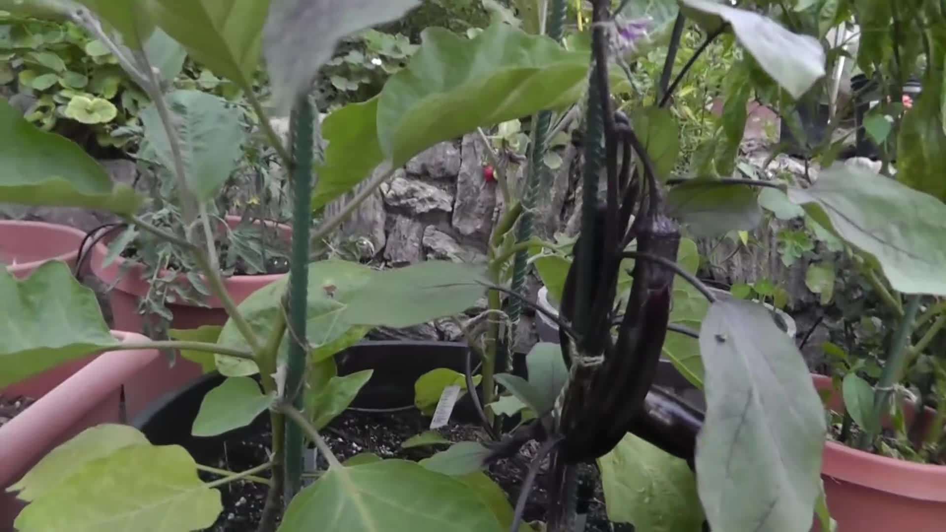 Whiskey Barrel Container with Multiple Eggplant Varieties
