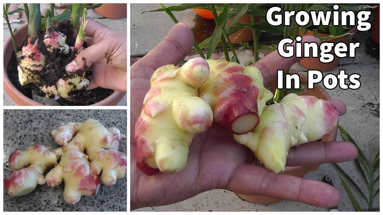 Urban Farming: How to Grow Ginger in Containers for Fresh Harvests