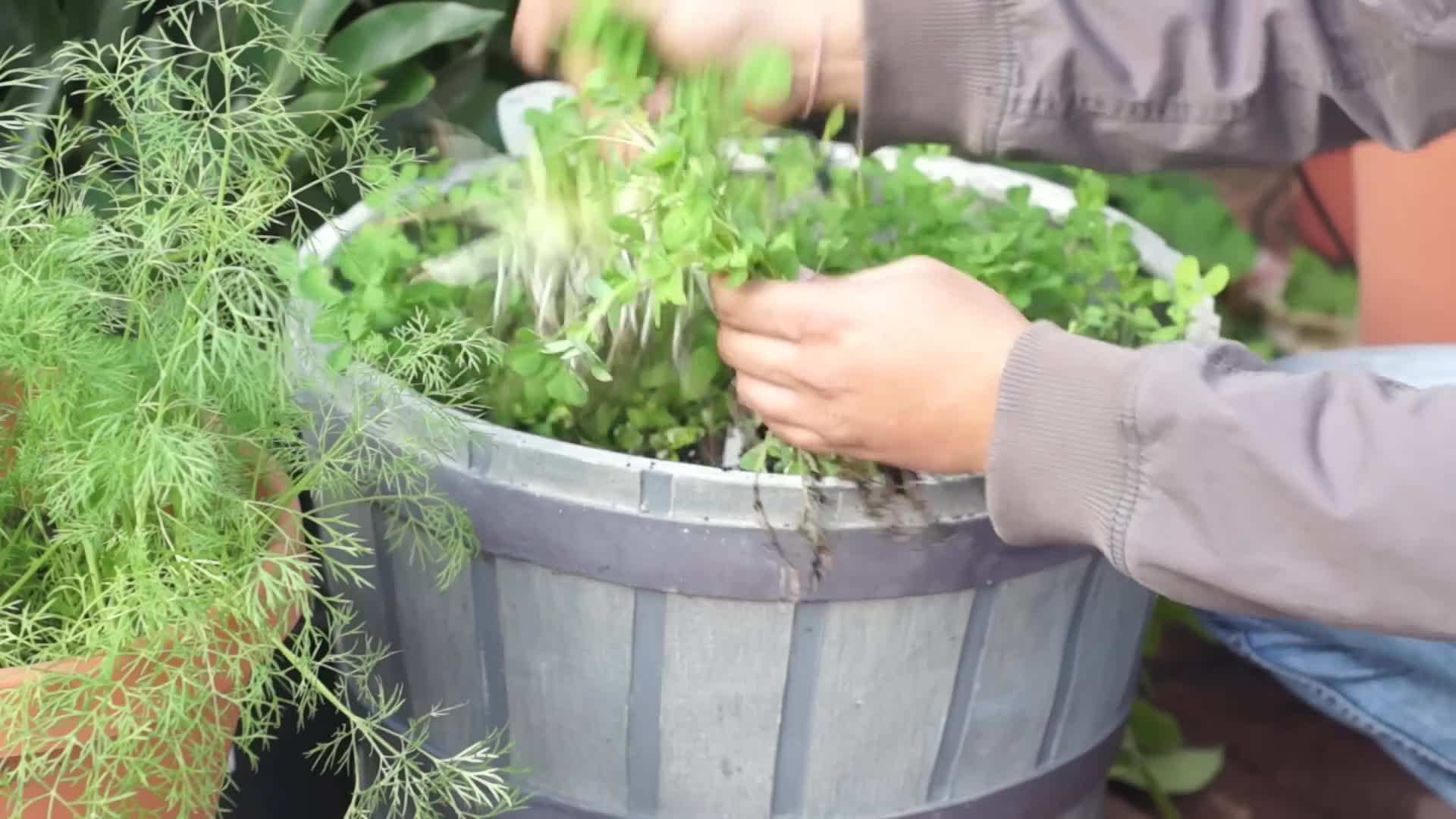 Freshly Harvested Fenugreek Greens for Cooking
