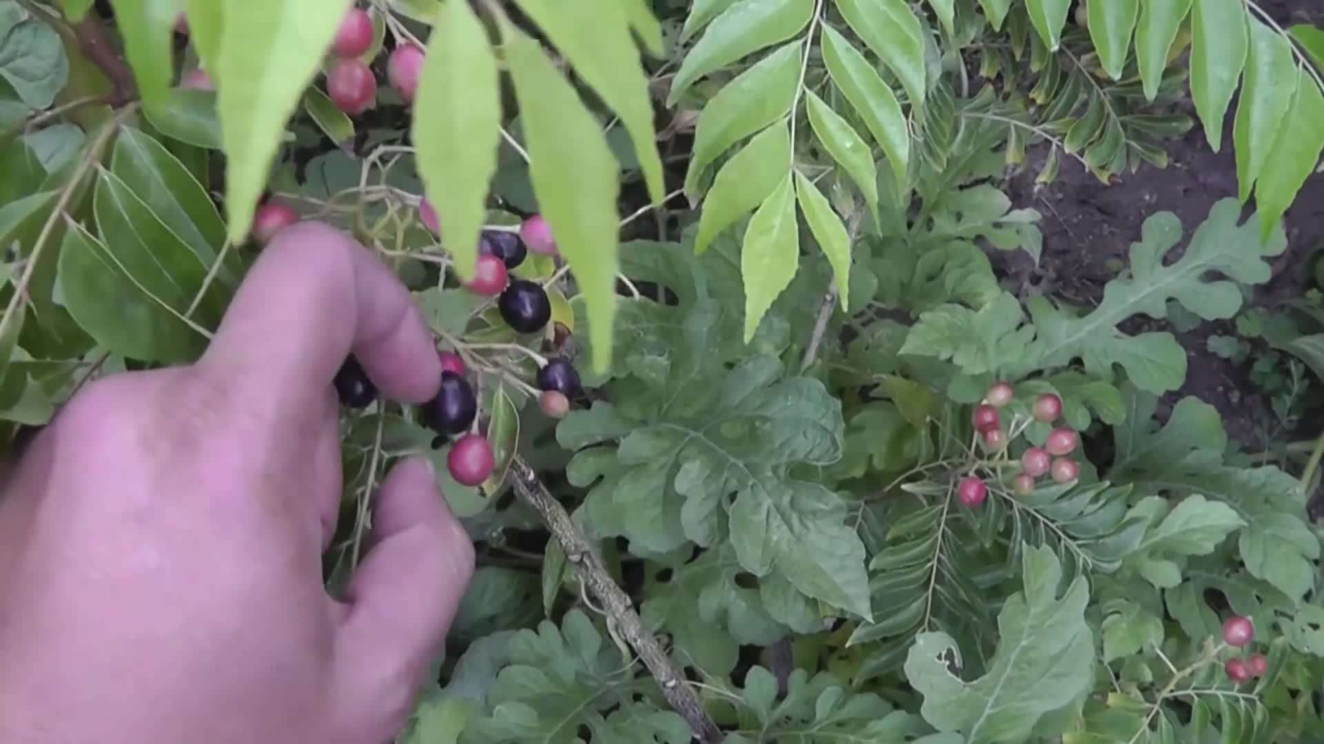 Harvesting Curry Leaf Plant Seeds