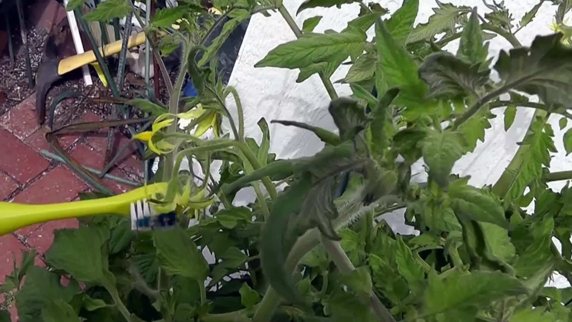 Manually Pollinating Tomato Flowers