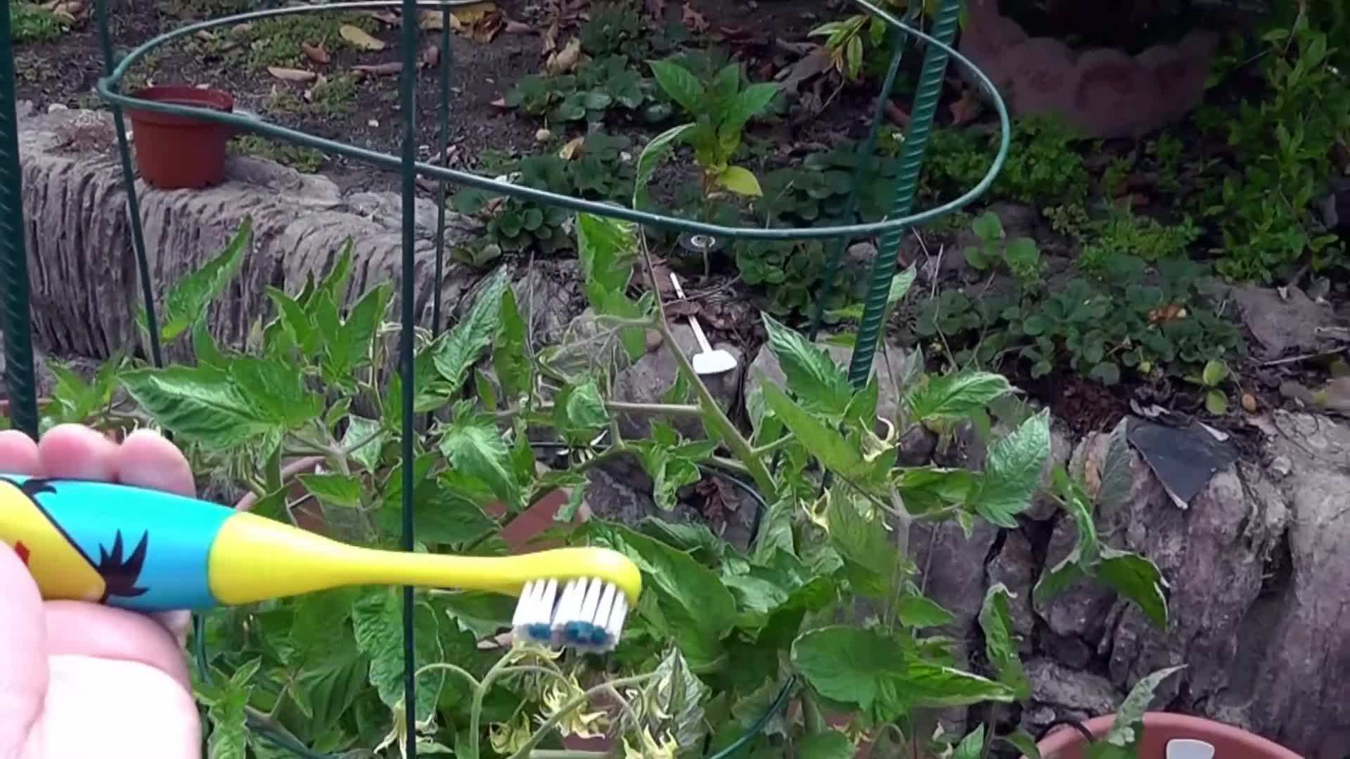Using a Power Toothbrush for Pollination
