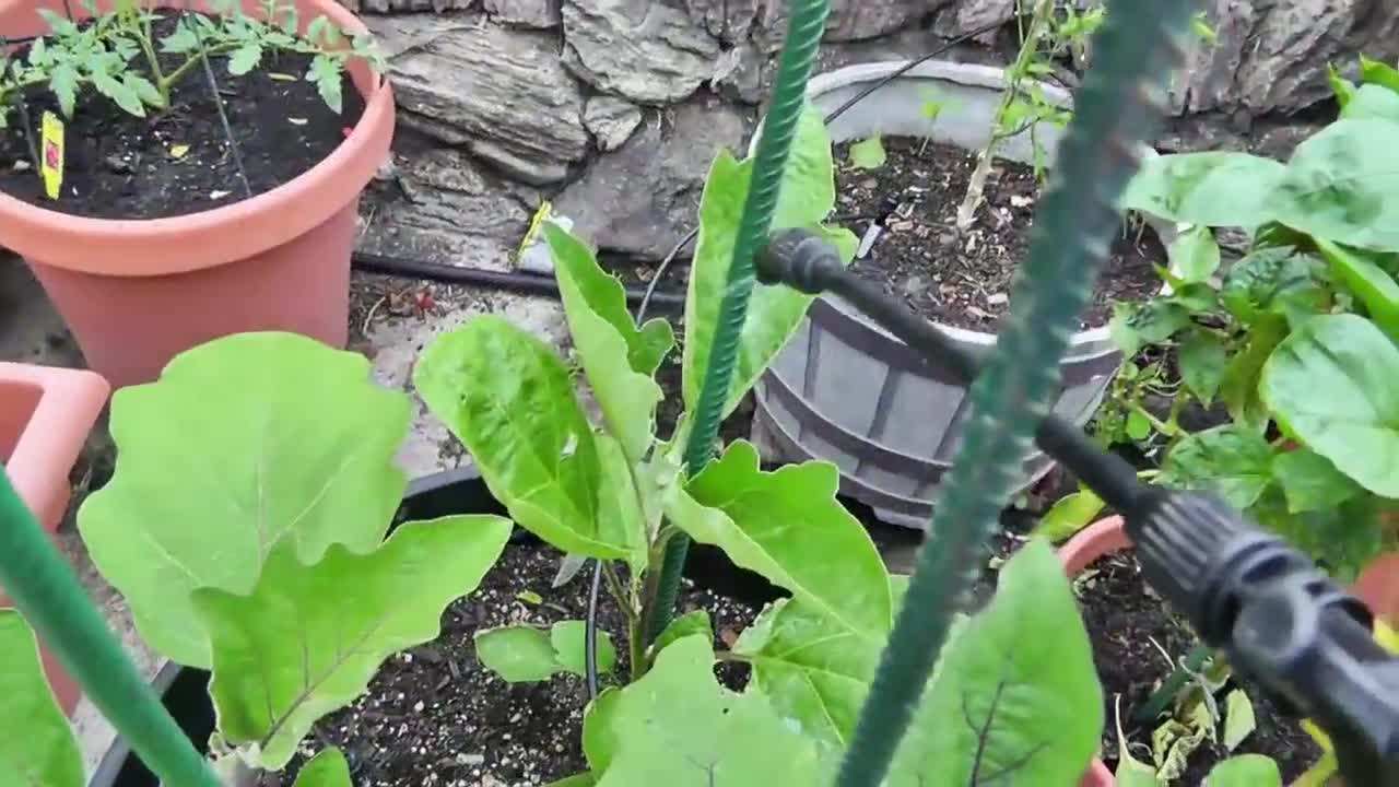 Enhancing Pest Control with Neem Oil