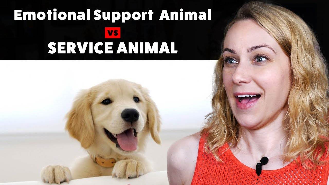 Emotional Support Animal vs. Service Animal: A Comprehensive Guide by Kati Morton