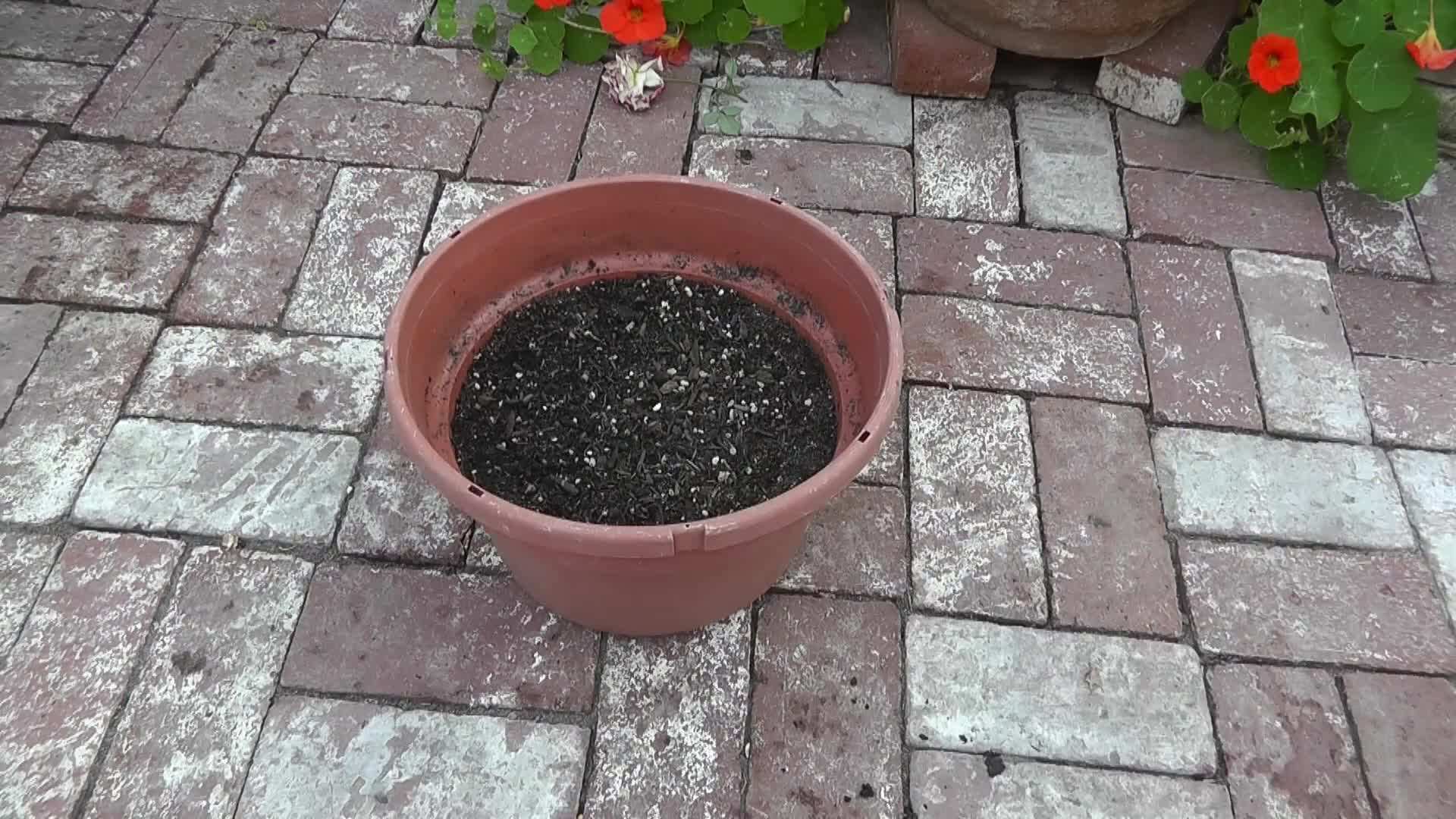 Container Size Matters for Growing Fenugreek