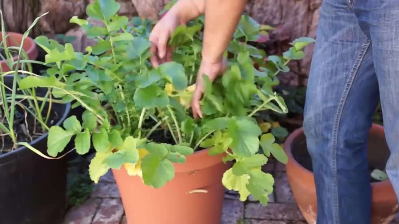 Radish Harvesting Process