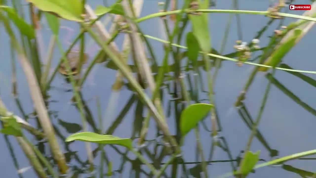 Hotel Tuk-Tuk Service