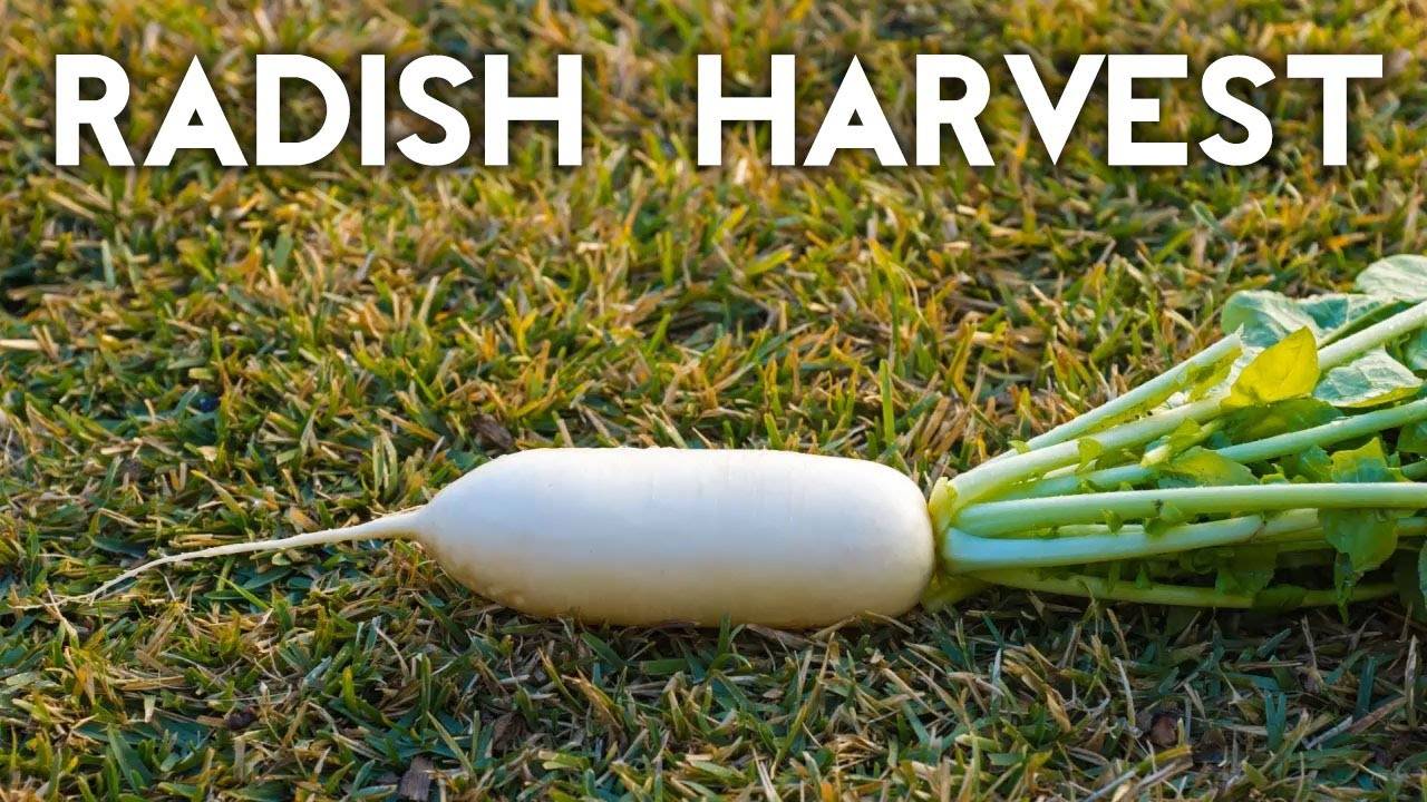Harvesting Diakon and White Icicle Radish: A Comprehensive Guide