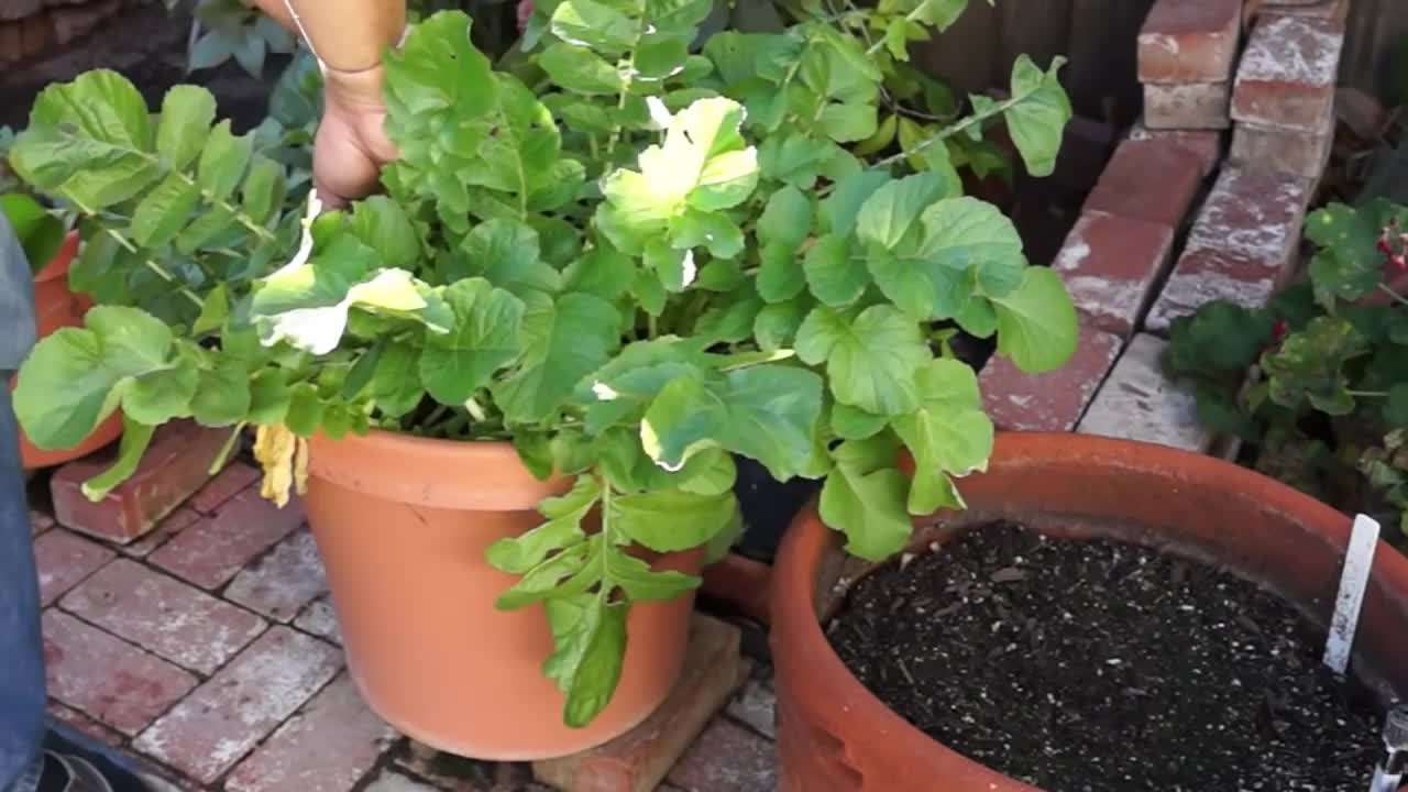White Icicle Radish Harvest