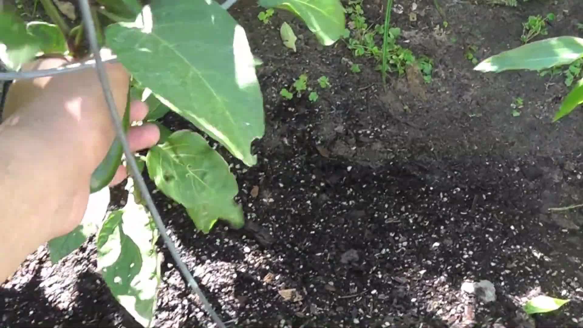 Comparing Giant and Regular Jalapenos