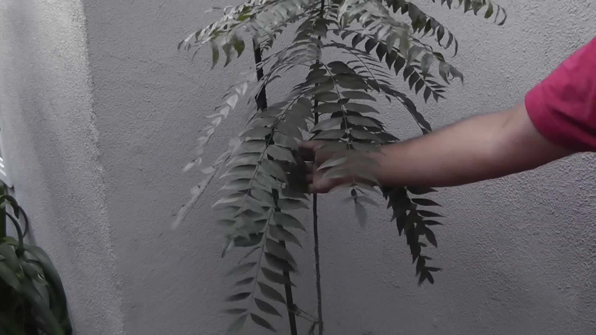 Harvesting Fresh Curry Leaves