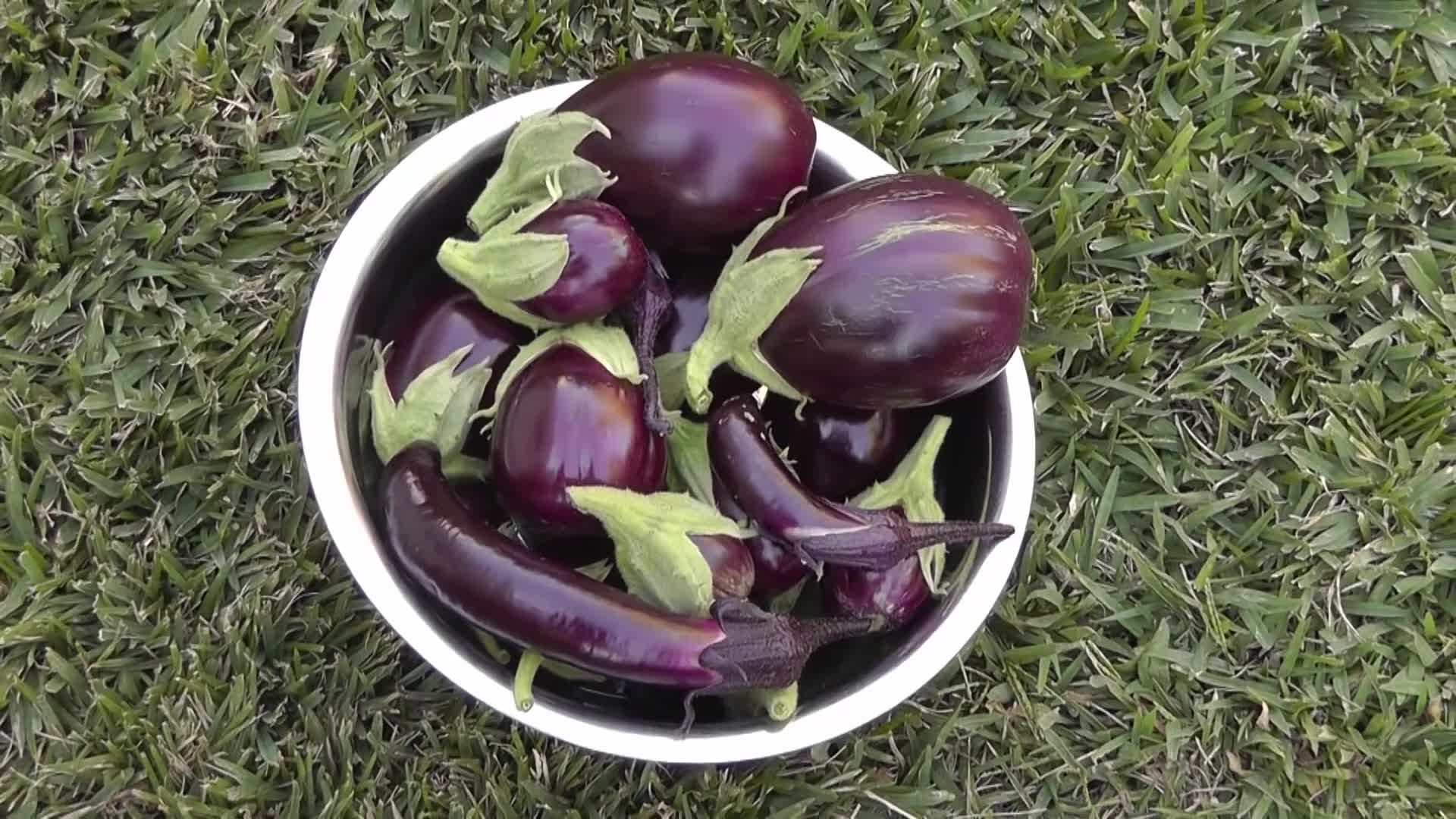 Harvested Black Beauty Eggplants