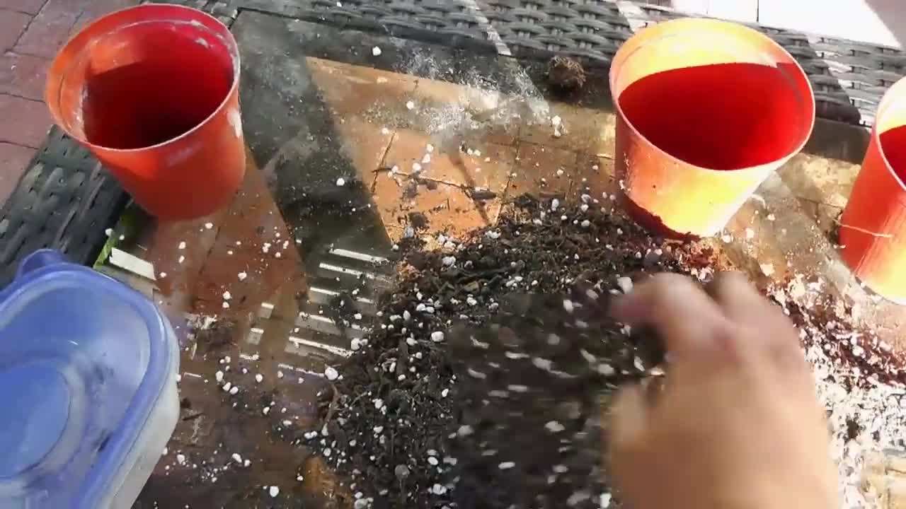 Preparing the seed starting mix