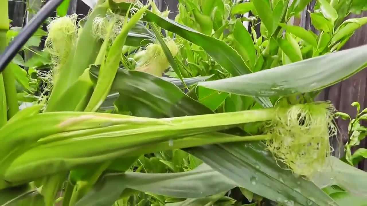 Neem Oil for Pest Prevention