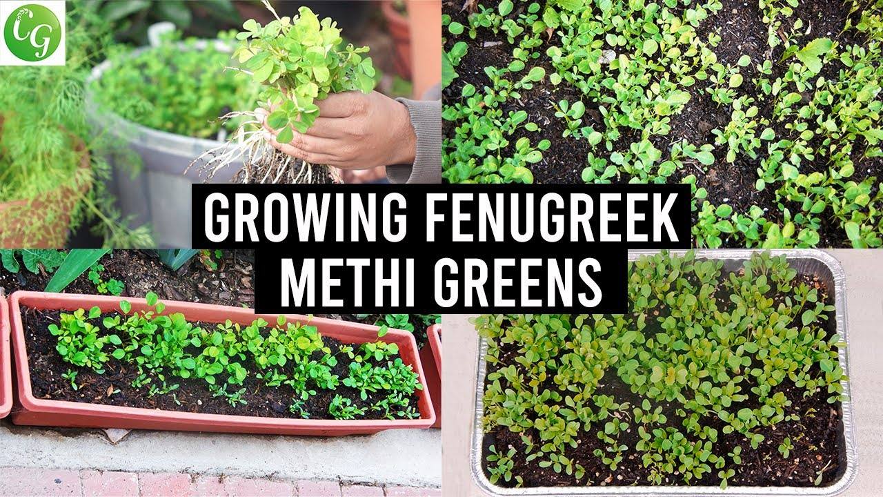 How to Grow Fenugreek Greens (Methi) in Your Garden: A Comprehensive Guide
