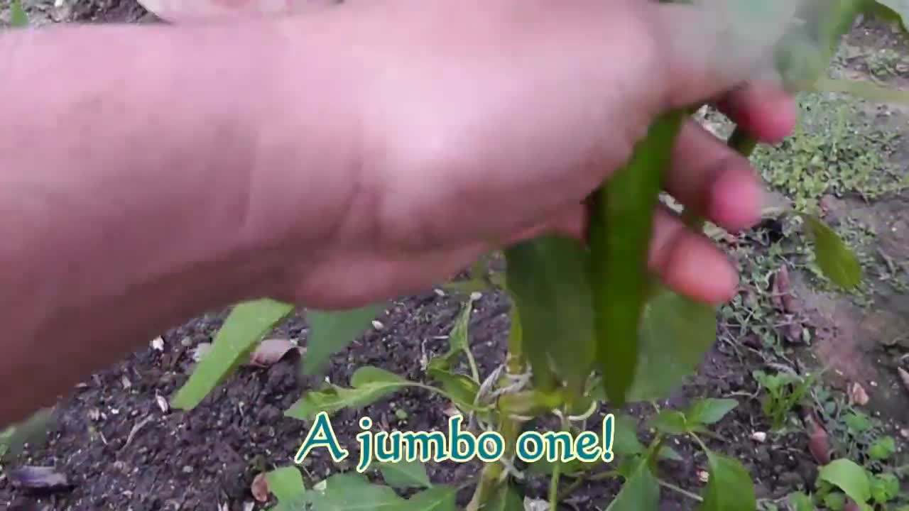 Serrano Pepper Plant with Low Nitrogen Fertilizer