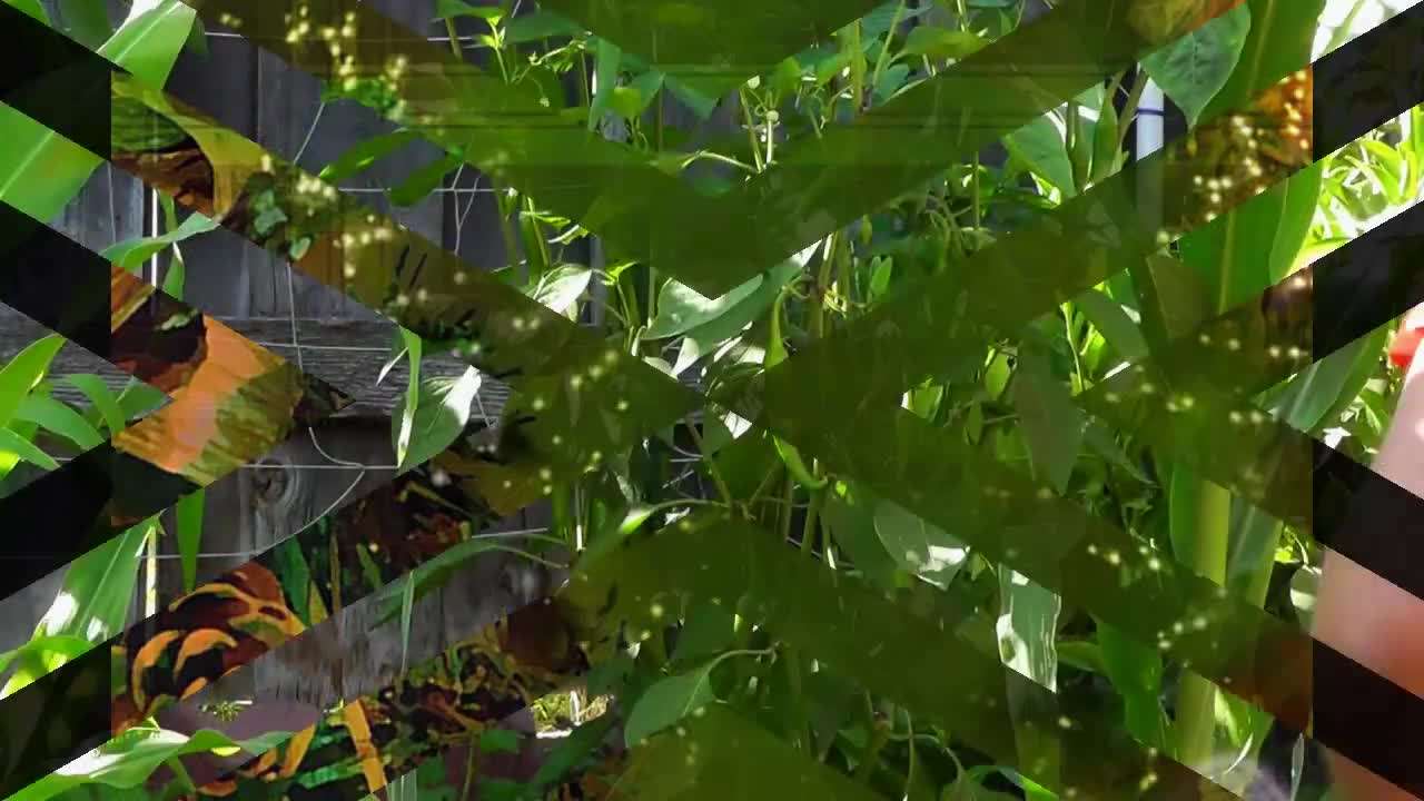 Epsom Salt for Pepper Plants