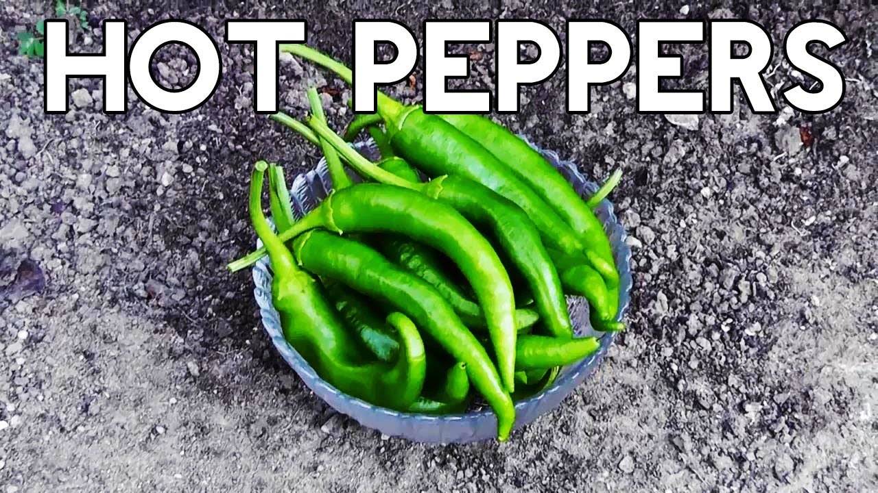 Hot Pepper Harvest 2013: A Spicy Compilation