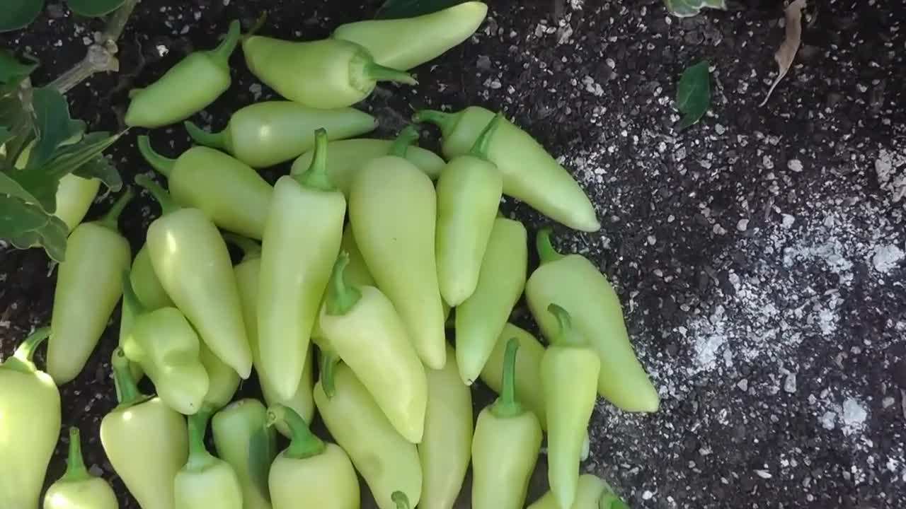 Harvesting Banana Peppers