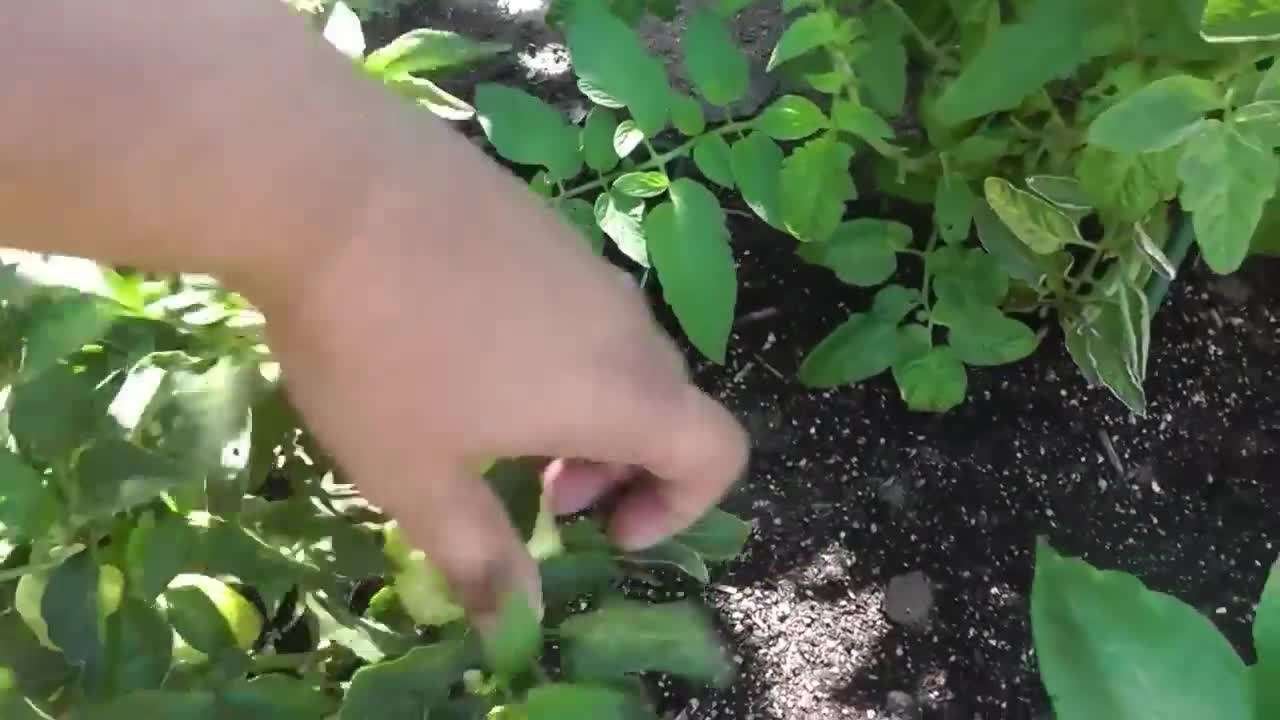 Thriving Banana Pepper Plant