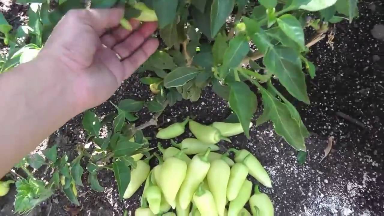My Banana Peppers Harvest: A Year-Long Journey of Abundant Harvesting