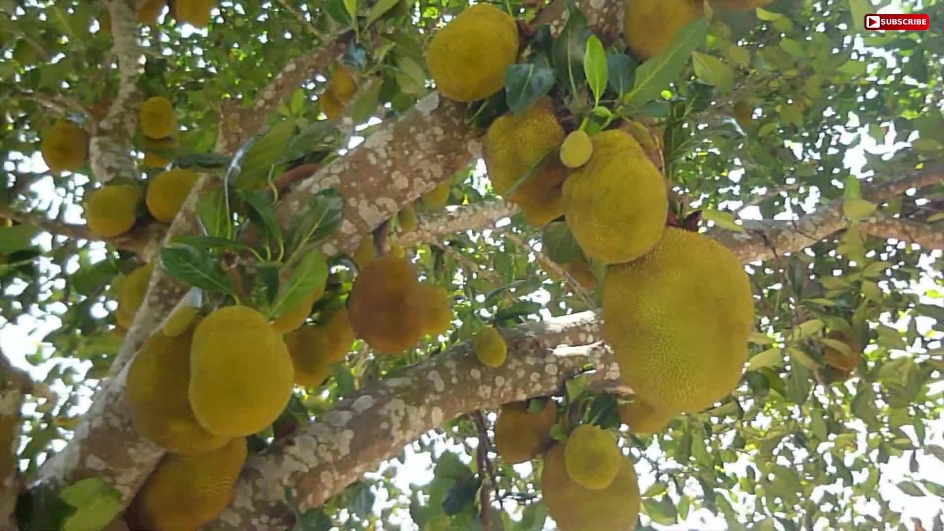 Exquisite Fruits in the Gardens