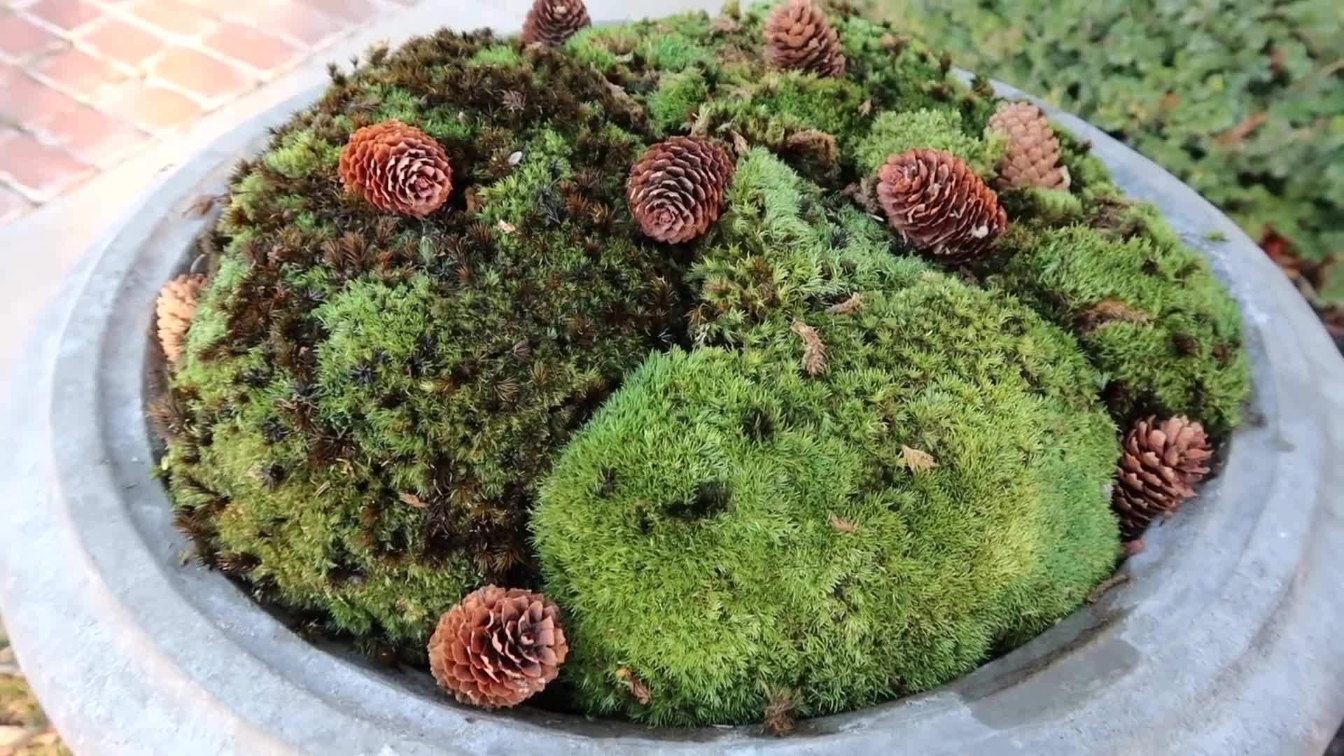 Preserved Moss - A Sustainable and Reusable Option