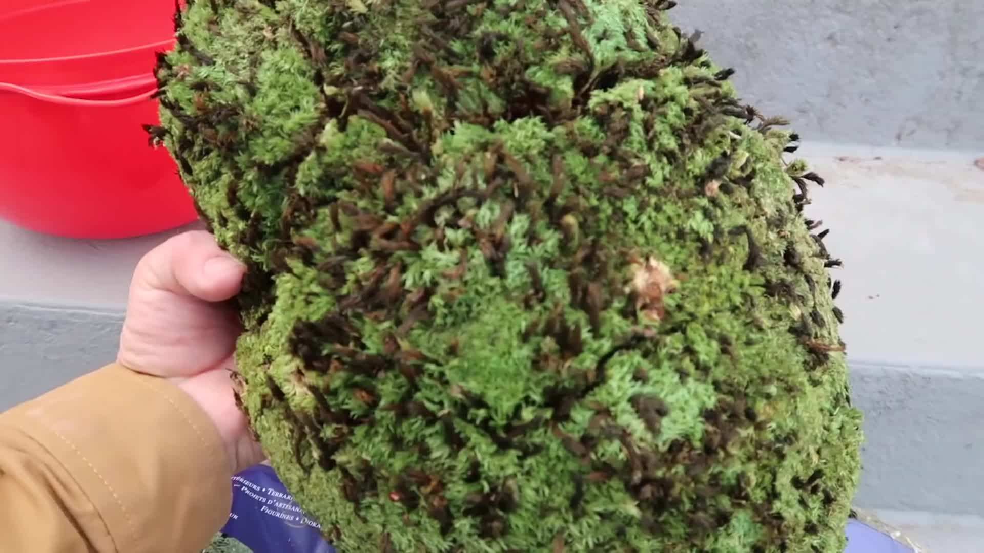 Royal Pool Moss - A Beautiful Addition to Winter Containers